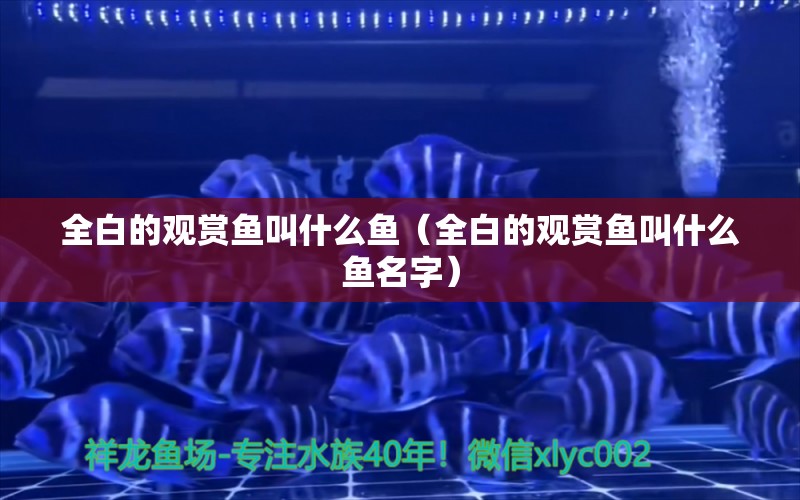 全白的觀賞魚叫什么魚（全白的觀賞魚叫什么魚名字） 祥龍水族醫(yī)院