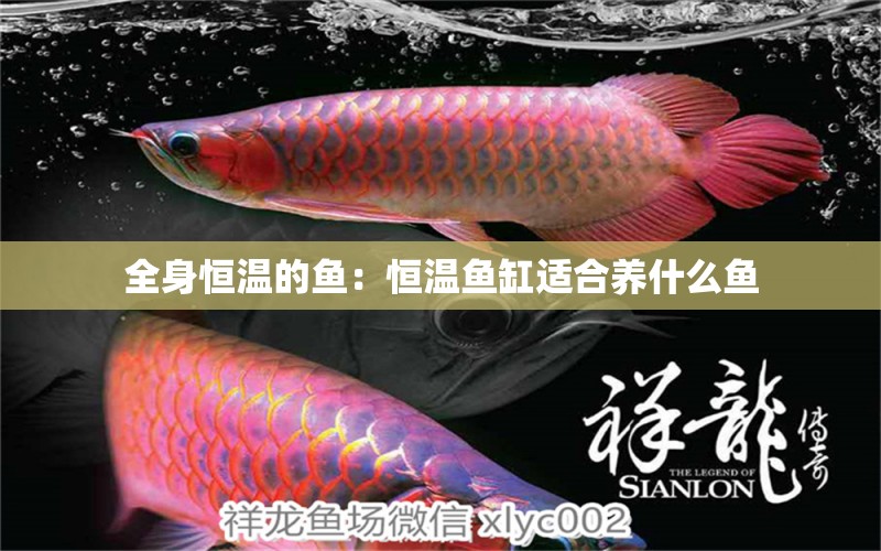 全身恒溫的魚(yú)：恒溫魚(yú)缸適合養(yǎng)什么魚(yú)