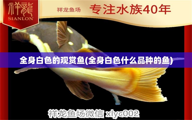 全身白色的觀賞魚(全身白色什么品種的魚) 祥龍水族醫(yī)院