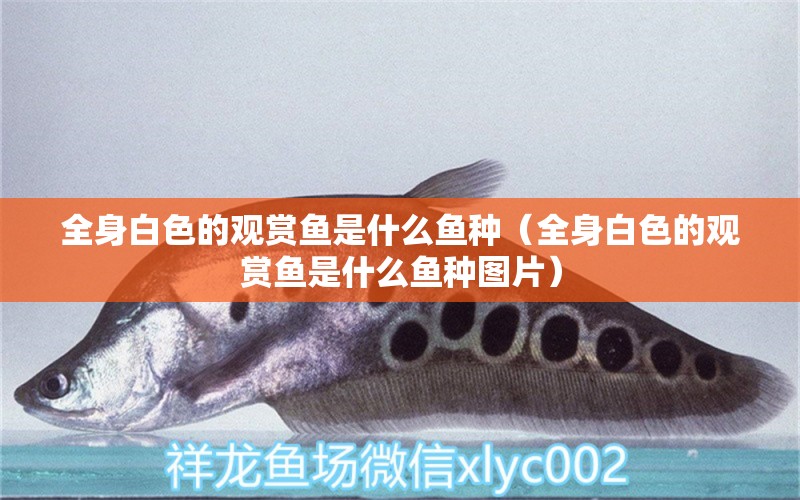 全身白色的觀賞魚是什么魚種（全身白色的觀賞魚是什么魚種圖片） 廣州水族器材濾材批發(fā)市場