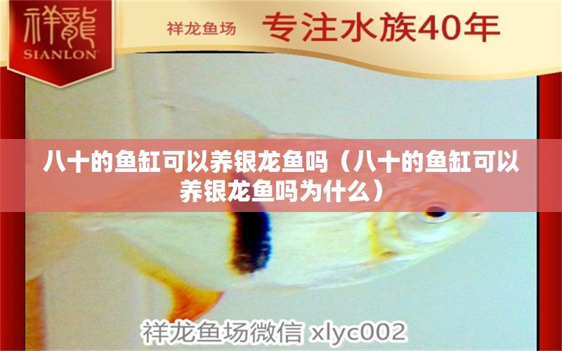 八十的魚缸可以養(yǎng)銀龍魚嗎（八十的魚缸可以養(yǎng)銀龍魚嗎為什么） 銀龍魚