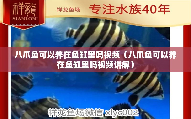 八爪魚可以養(yǎng)在魚缸里嗎視頻（八爪魚可以養(yǎng)在魚缸里嗎視頻講解）