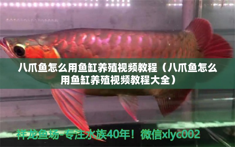 八爪魚怎么用魚缸養(yǎng)殖視頻教程（八爪魚怎么用魚缸養(yǎng)殖視頻教程大全）