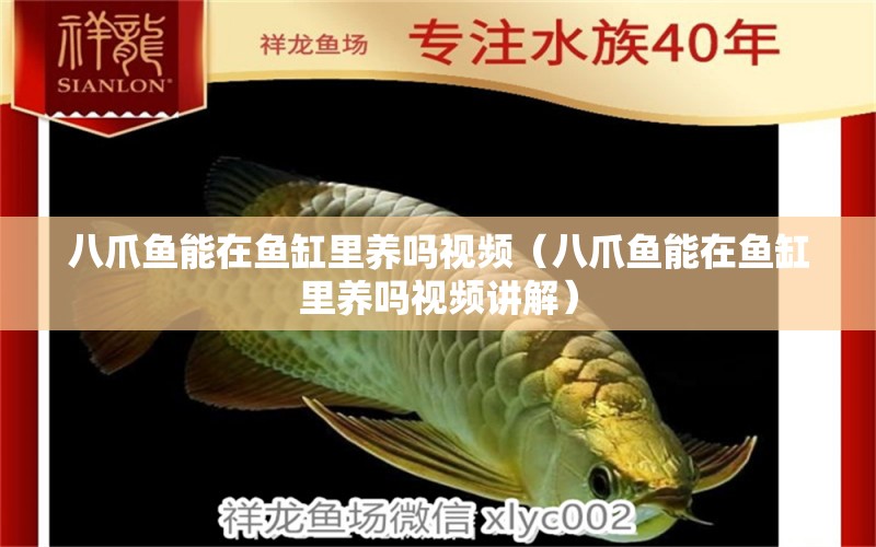 八爪魚能在魚缸里養(yǎng)嗎視頻（八爪魚能在魚缸里養(yǎng)嗎視頻講解）