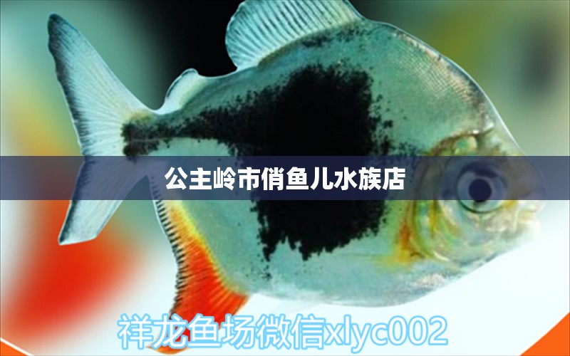 公主嶺市俏魚兒水族店 全國水族館企業(yè)名錄