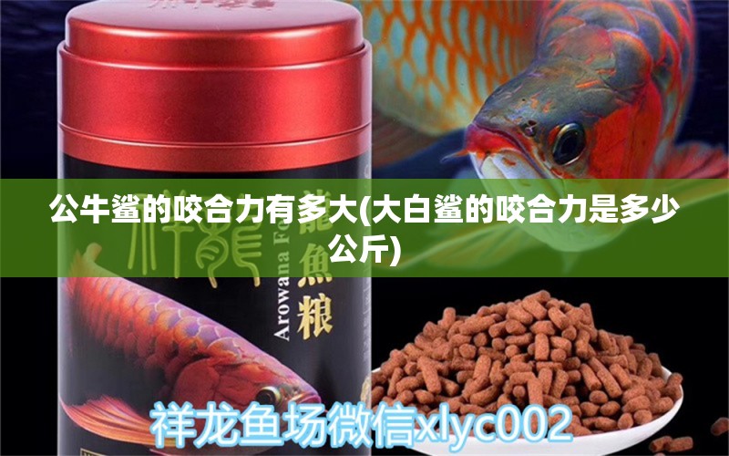 公牛鯊的咬合力有多大(大白鯊的咬合力是多少公斤) 元寶鳳凰魚