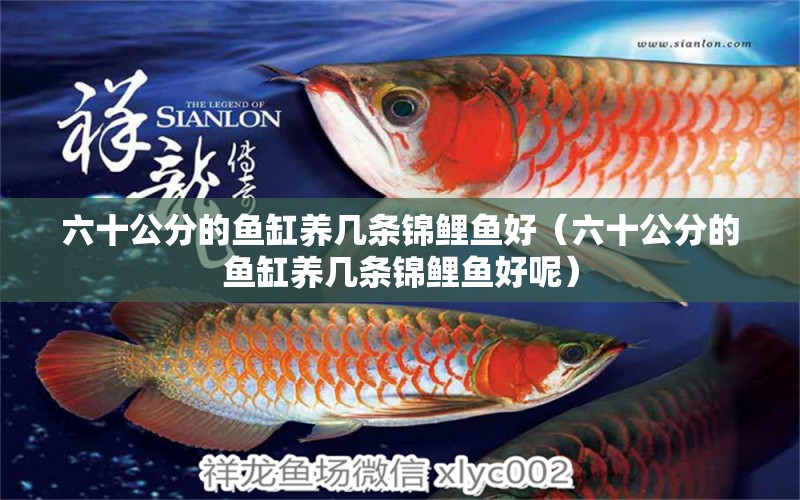 六十公分的魚缸養(yǎng)幾條錦鯉魚好（六十公分的魚缸養(yǎng)幾條錦鯉魚好呢）