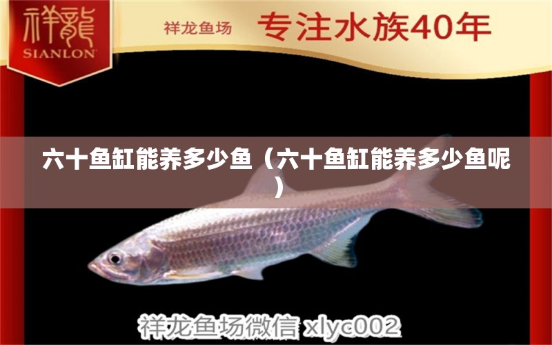 六十魚缸能養(yǎng)多少魚（六十魚缸能養(yǎng)多少魚呢）