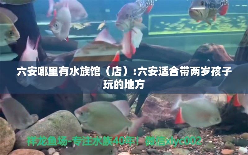 六安哪里有水族館（店）:六安適合帶兩歲孩子玩的地方 觀賞魚水族批發(fā)市場