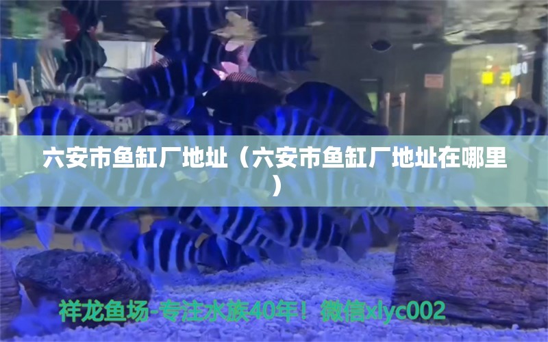 六安市魚缸廠地址（六安市魚缸廠地址在哪里）