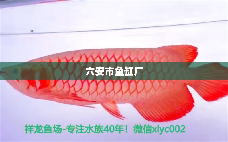 六安市魚缸廠