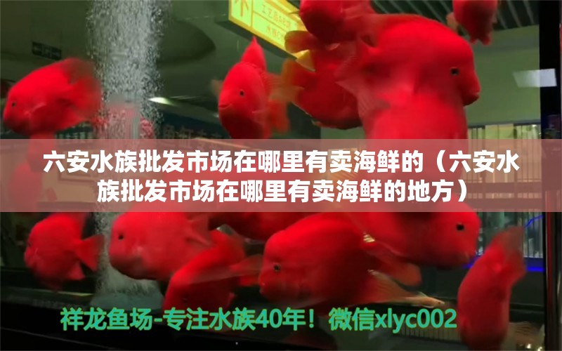 六安水族批發(fā)市場在哪里有賣海鮮的（六安水族批發(fā)市場在哪里有賣海鮮的地方） 觀賞魚水族批發(fā)市場