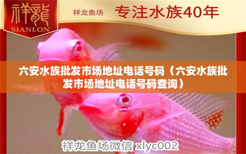 六安水族批發(fā)市場地址電話號碼（六安水族批發(fā)市場地址電話號碼查詢） 觀賞魚水族批發(fā)市場