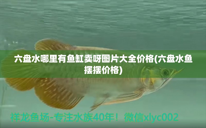 六盤水哪里有魚缸賣呀圖片大全價格(六盤水魚擺擺價格) 朱巴利魚