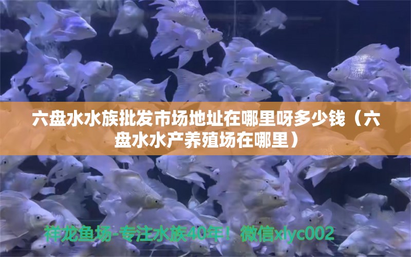 六盤水水族批發(fā)市場(chǎng)地址在哪里呀多少錢（六盤水水產(chǎn)養(yǎng)殖場(chǎng)在哪里）