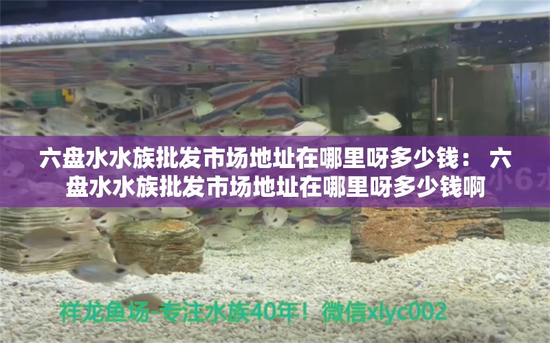 六盤(pán)水水族批發(fā)市場(chǎng)地址在哪里呀多少錢(qián)： 六盤(pán)水水族批發(fā)市場(chǎng)地址在哪里呀多少錢(qián)啊 過(guò)背金龍魚(yú)