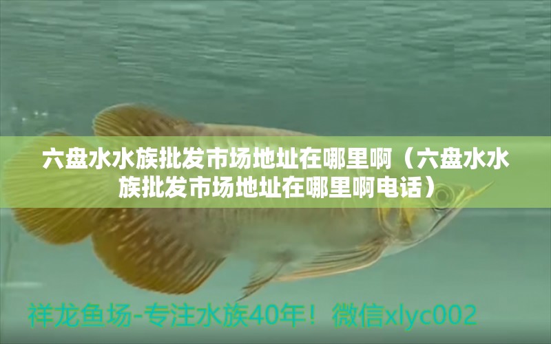 六盤水水族批發(fā)市場地址在哪里?。P水水族批發(fā)市場地址在哪里啊電話） 觀賞魚水族批發(fā)市場