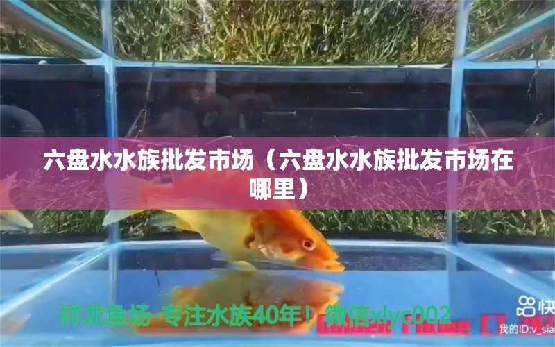 六盤水水族批發(fā)市場（六盤水水族批發(fā)市場在哪里） 觀賞魚水族批發(fā)市場