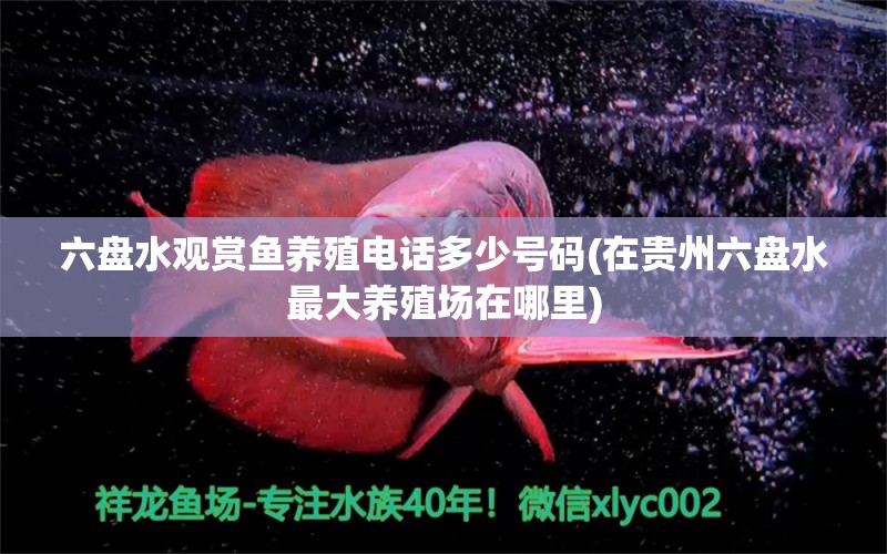 六盤水觀賞魚養(yǎng)殖電話多少號碼(在貴州六盤水最大養(yǎng)殖場在哪里) 祥龍龍魚專用水族燈