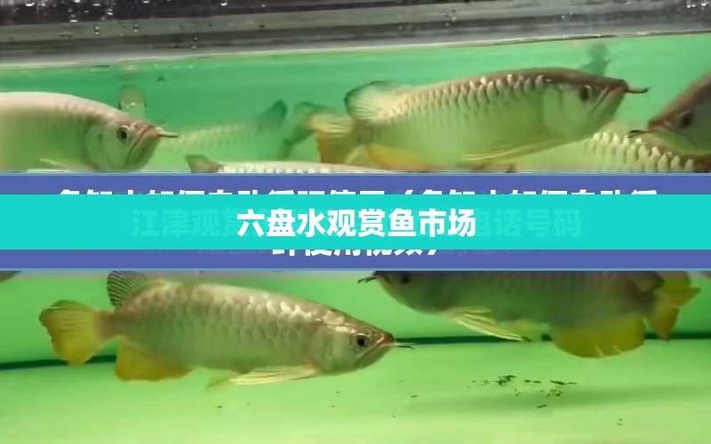 六盤水觀賞魚市場 水族問答 第1張