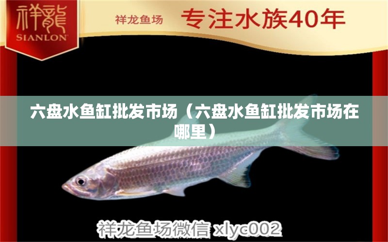 六盤(pán)水魚(yú)缸批發(fā)市場(chǎng)（六盤(pán)水魚(yú)缸批發(fā)市場(chǎng)在哪里） 觀賞魚(yú)水族批發(fā)市場(chǎng)