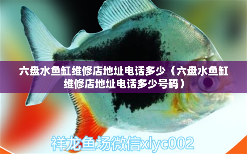 六盤水魚缸維修店地址電話多少（六盤水魚缸維修店地址電話多少號碼）