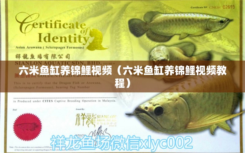 六米魚(yú)缸養(yǎng)錦鯉視頻（六米魚(yú)缸養(yǎng)錦鯉視頻教程）