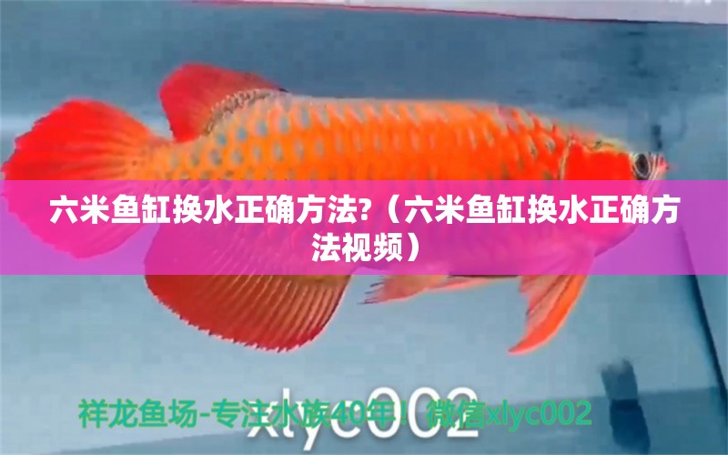 六米魚(yú)缸換水正確方法?（六米魚(yú)缸換水正確方法視頻）