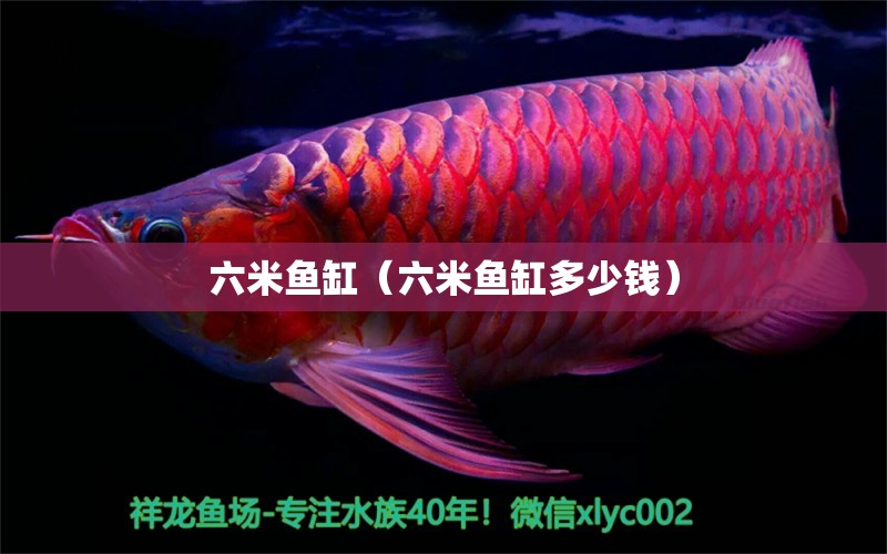 六米魚缸（六米魚缸多少錢） 其他品牌魚缸