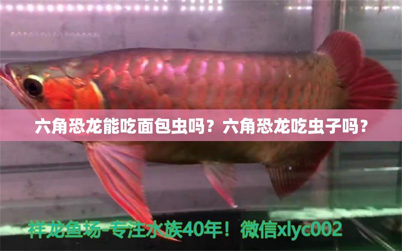 六角恐龍能吃面包蟲嗎？六角恐龍吃蟲子嗎？ 元寶鳳凰魚專用魚糧