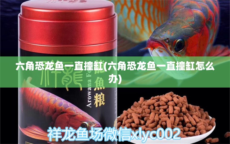 六角恐龍魚一直撞缸(六角恐龍魚一直撞缸怎么辦) 非洲金鼓魚