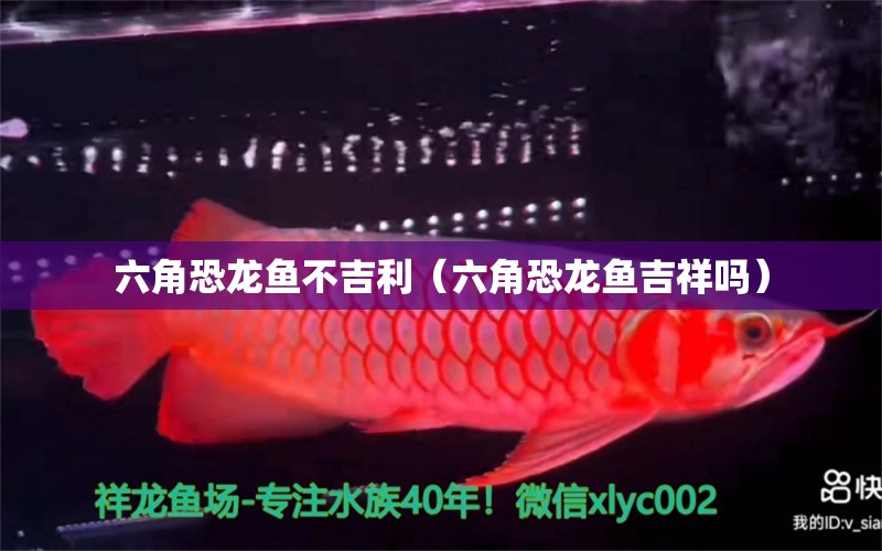 六角恐龍魚不吉利（六角恐龍魚吉祥嗎）