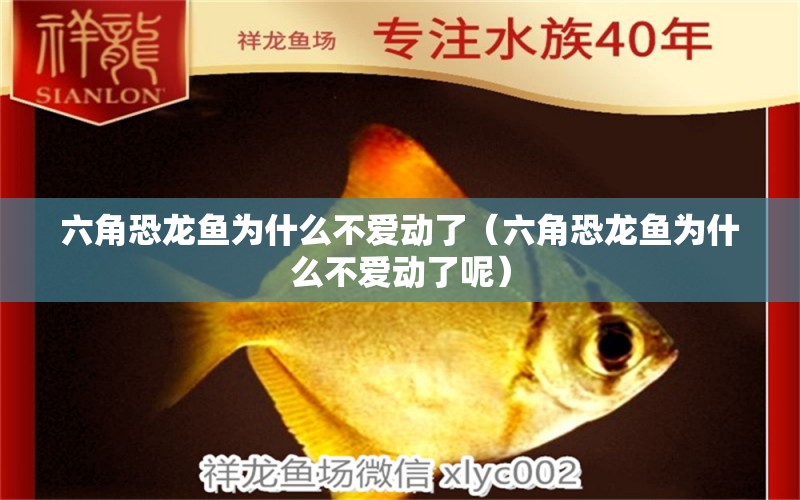 六角恐龍魚為什么不愛動了（六角恐龍魚為什么不愛動了呢）