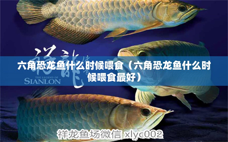 六角恐龍魚什么時(shí)候喂食（六角恐龍魚什么時(shí)候喂食最好）