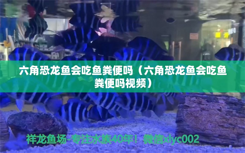 六角恐龍魚會(huì)吃魚糞便嗎（六角恐龍魚會(huì)吃魚糞便嗎視頻） 黃鰭鯧魚