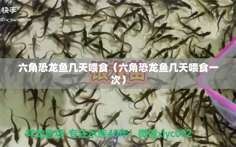 六角恐龍魚幾天喂食（六角恐龍魚幾天喂食一次） 觀賞魚批發(fā)