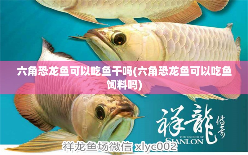 六角恐龍魚(yú)可以吃魚(yú)干嗎(六角恐龍魚(yú)可以吃魚(yú)飼料嗎) 白子球鯊魚(yú)