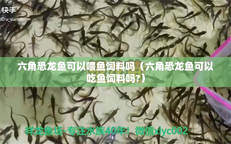 六角恐龍魚可以喂魚飼料嗎（六角恐龍魚可以吃魚飼料嗎?）