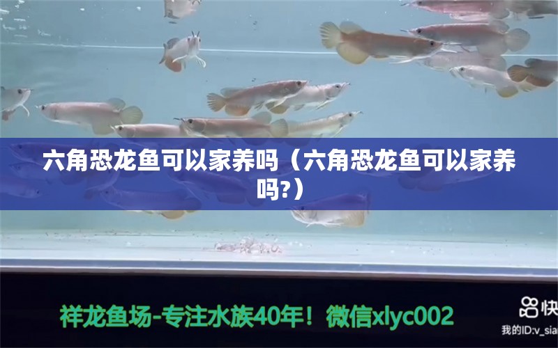 六角恐龍魚可以家養(yǎng)嗎（六角恐龍魚可以家養(yǎng)嗎?） 祥龍魚場(chǎng)