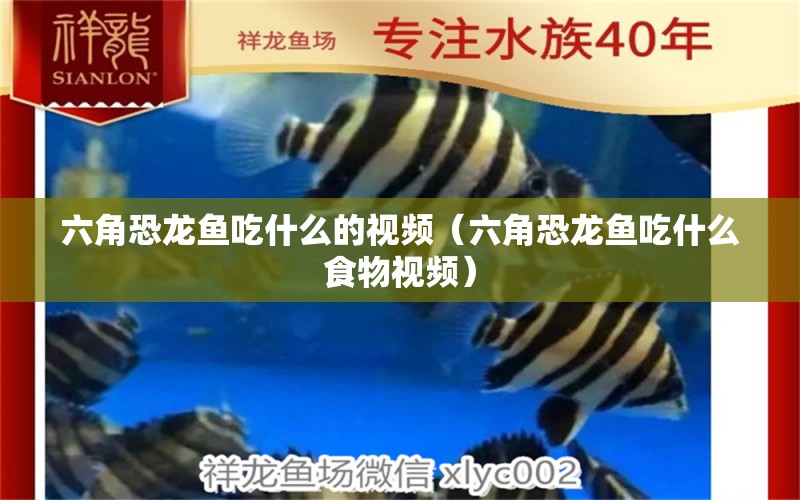 六角恐龍魚吃什么的視頻（六角恐龍魚吃什么食物視頻）