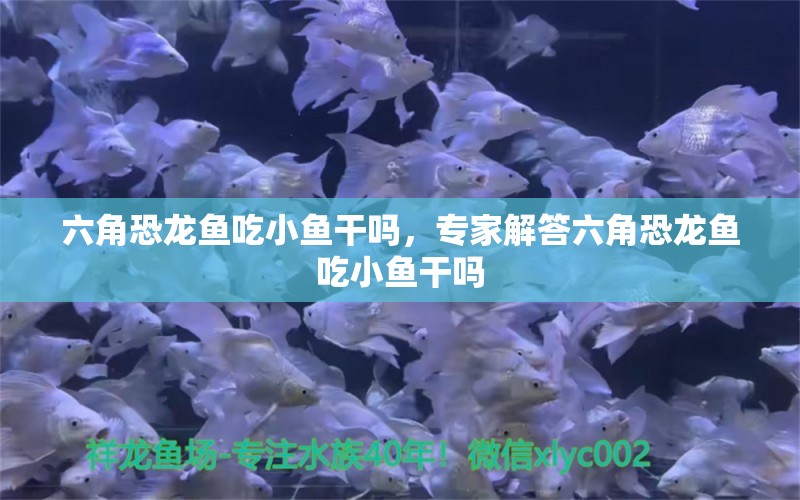 六角恐龍魚吃小魚干嗎，專家解答六角恐龍魚吃小魚干嗎