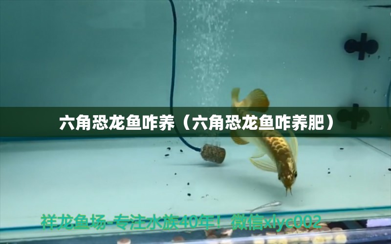 六角恐龍魚(yú)咋養(yǎng)（六角恐龍魚(yú)咋養(yǎng)肥）