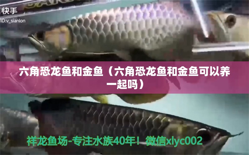 六角恐龍魚和金魚（六角恐龍魚和金魚可以養(yǎng)一起嗎）