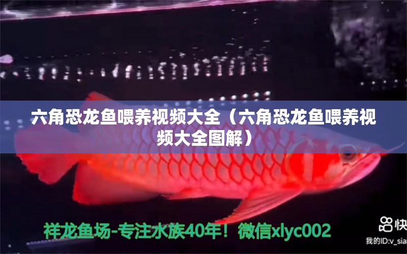 六角恐龍魚喂養(yǎng)視頻大全（六角恐龍魚喂養(yǎng)視頻大全圖解） 祥龍魚場