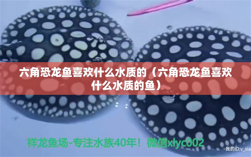 六角恐龍魚喜歡什么水質(zhì)的（六角恐龍魚喜歡什么水質(zhì)的魚）