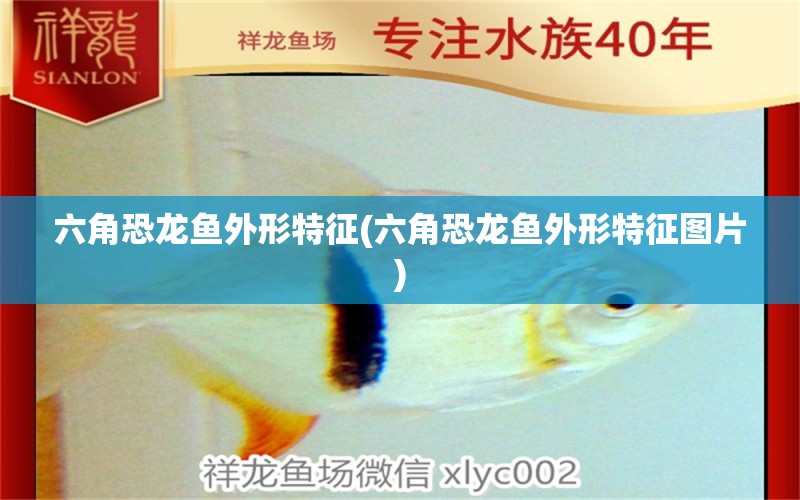 六角恐龍魚外形特征(六角恐龍魚外形特征圖片)