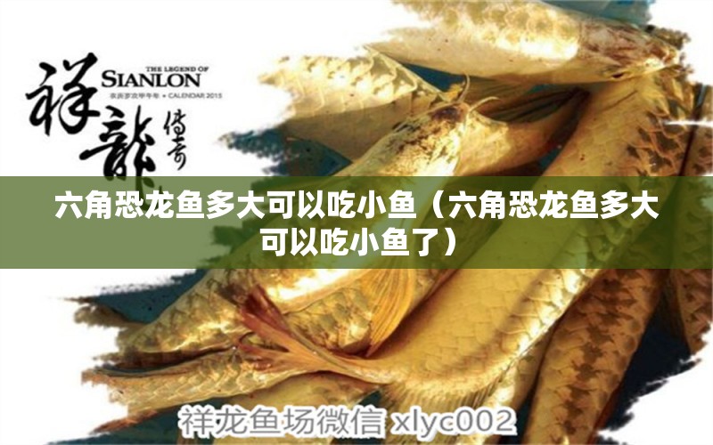 六角恐龍魚多大可以吃小魚（六角恐龍魚多大可以吃小魚了）