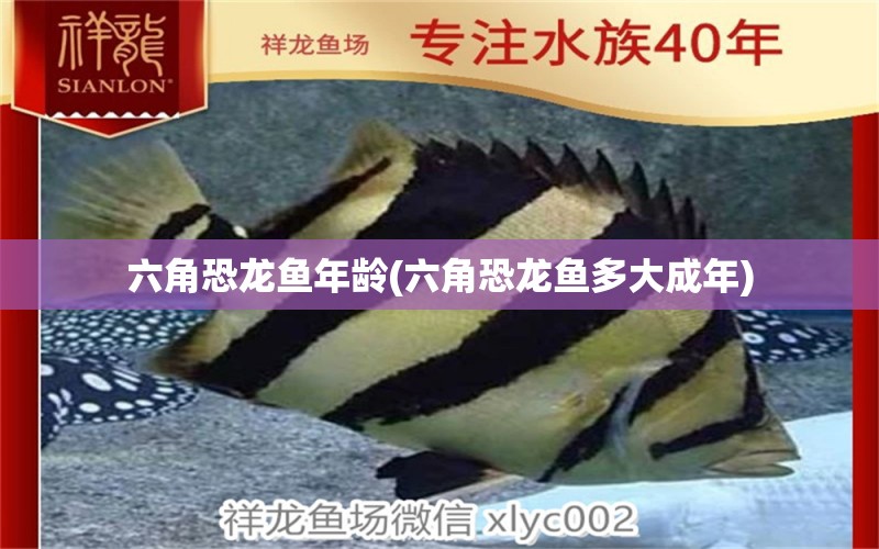 六角恐龍魚年齡(六角恐龍魚多大成年)