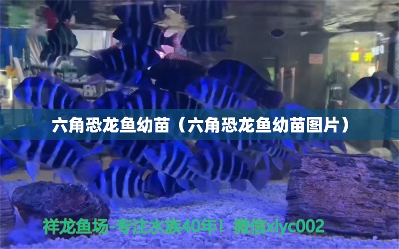 六角恐龍魚幼苗（六角恐龍魚幼苗圖片）