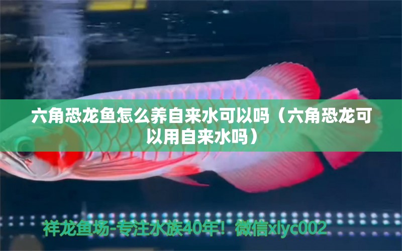 六角恐龍魚怎么養(yǎng)自來水可以嗎（六角恐龍可以用自來水嗎） 廣州觀賞魚批發(fā)市場